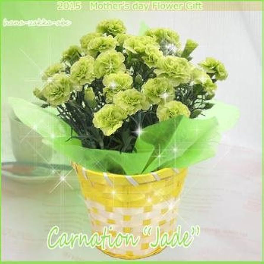 洋菓子 全5巻セット 洋菓子 全5巻セット 洋菓子 全5巻セット スイーツファクトリー