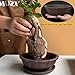 MUZHI 6.8 inch Unglazed Flower Shape Ceramic Bonsai Pot Bowl with Saucer,Classic Retro Zisha Pottery Planter Round for Tree Cactus Succulent Arrangement