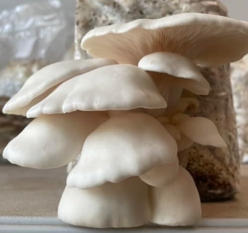 health mushroom grow kit