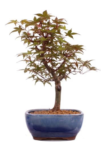Bonsai-Shopping A. palmatum Deshojo, Modell 226/07