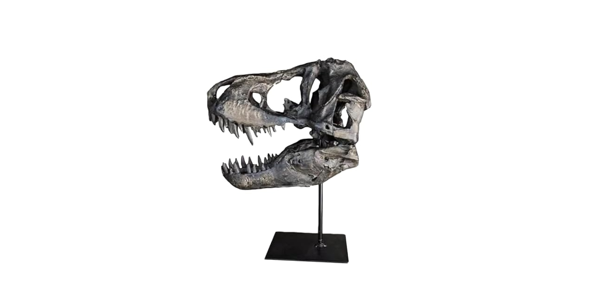 Amazon.co.jp: ティラノサウルス恐竜の頭蓋骨モデル - 1:1実物大