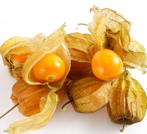 Premium Cape Gooseberry Seeds (Physalis peruviana) โ 100+ Non-GMO Heirloom Seeds for Planting โ Yellow Sweet
