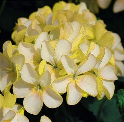 Amazon ホット販売50個ゼラニウム種子珍しい花の種ペラルゴニウム多年生花耐寒性植物屋内鉢植え植物用ホームガーデン Diy 工具 ガーデン