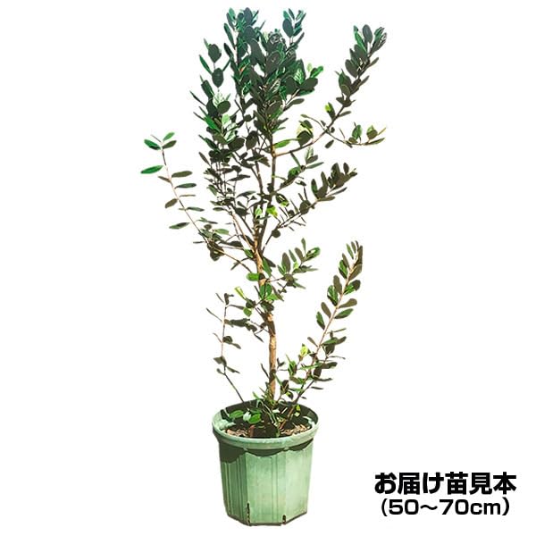 Amazon.co.jp: 大株フェイジョア苗 大株ユニーク 挿木5～6年生24cm