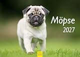 Edition Seidel Premium Kalender Möpse 2027 Format DIN A4 Wandkalender Hundekalender Hund Welpe Tierkinder Hunderasse Haustier niedlich
