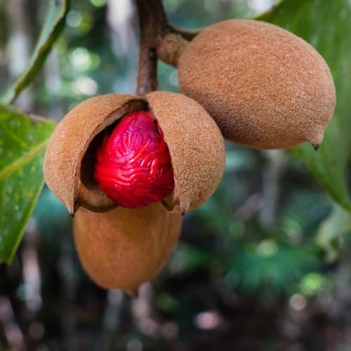Genérico, Muda de Noz Moscada 20 a 40cm AMK - Plantas Online