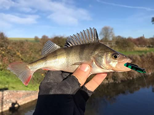 Foto von Jrzyhi 4STK Zander Gummiköder Zander Fischköder Gummifische mit Jigkopf 15cm/30g Kunstköder Set Hecht Angelköder Set Bionic Fischköder Gummifisch Set zum Zander-Angeln für Hecht Barsch Zander Angeln