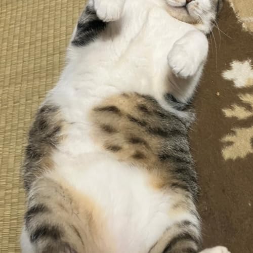 おぺんさんと英語の話🐧