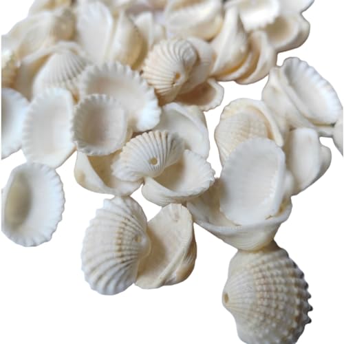 ARTISAMILY 50pcs Scallop Shell Beads White Seashells for Crafts Beach Natural Scallop Shell Charms Summer Beach Seashell Bracelet Beads with Hole for DIY Jewelry Making Home Decoration 13-23mm