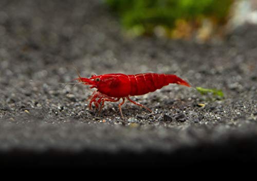Aquatic Arts 10 Bloody Mary Shrimp (Neocaridina Davidi) - Breeding Age Young Adults At 1/2 To 1 Inch Long #TOP3