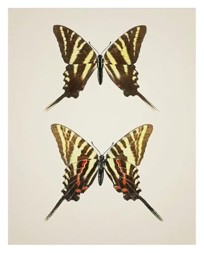 Art mural nature imprimés d'insectes et affiche vintage de papillons sur toile 40x50cm