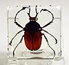 38mm Real Antler Horn Flower Beetle in Crystal Clear Lucite Resin Specimen Preserved Insect Bug Taxidermy Crafts Collection for Biology Science Education & Desk Ornament Display Supplies #1