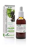 Soria Natural Extracto de Grosellero Negro – Alivia los Síntomas de la Alergia - Propiedades Antihistamínicas y Antiinflamatorias – Ayuda en Caso de Alergias Respiratorias - Botella con 50ml