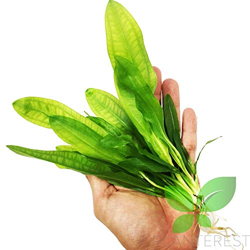 Planterest - Amazon Sword Echinodorus Martii Major Bunch Easy Live Aquarium Plant Decorations Buy2Get1Free #TOP1