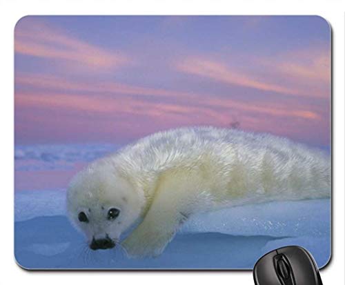 Preisvergleich Produktbild Niedliche Siegel Mausunterlage, Mousepad