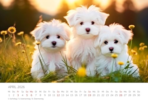 Edition Seidel Premium Kalender Niedliche Hundewelpen 2026 Format DIN A3 Wandkalender Hundekalender Hund Welpe Tierkinder Hunderasse Haustier Melanie Viola