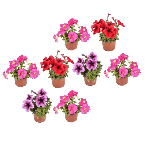 Flores de Petunia Naturales Pack de 8 Plantas para Decorar el Jardín