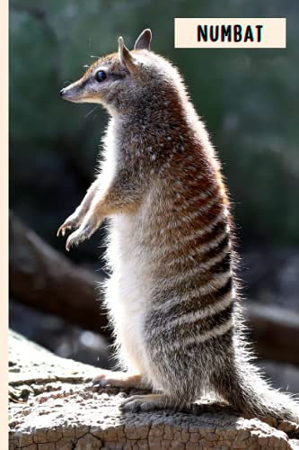 Numbat: Composition Notebook For Numbat Lovers , Numbat Lined Journal ,6x9 Inches , 110 Pages ,Numbat Diary