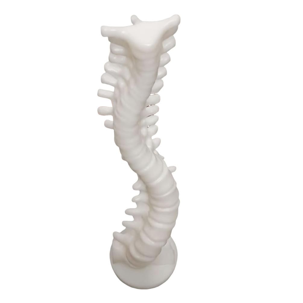 YRQMGSF Life Size Spine Anatomy Model Spinal Contouring Model for Medical Student Study Teaching Tool
