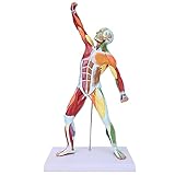 Muscles Model, Body Muscle Structure Model Miniature Human Body Musculoskeletal Muscular System Model Human Muscle Structure Model for Teacher Teaching