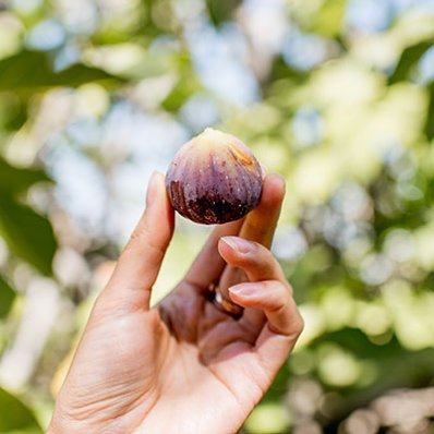 Brighter Blooms - Little Miss Figgy Fig Tree, 3 Gallon - Dwarf Fig Tree You Can Grow On Your Patio - No Shipping To Az #TOP3