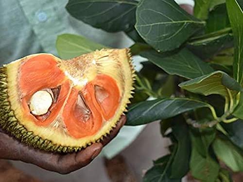 Athidhi Garden Karanataka Variety Siddu Jack Red Flesh Jackfruit Healthy Plant (B09Z92LMS6) Amazon Price History, Amazon Price Tracker