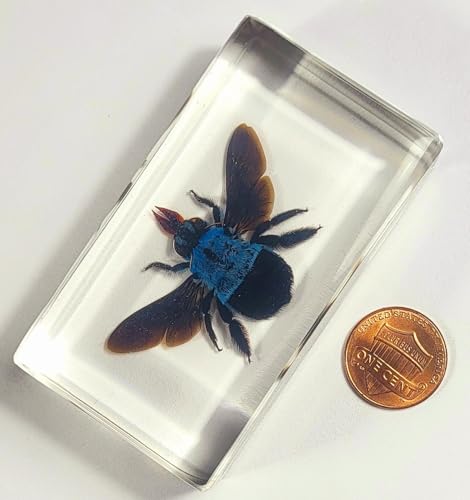 Image of 2.9 inch Real Blue Carpenter Bee Xylocopa Caerulea in Crystal Clear Lucite Resin Specimen Preserved Insect Taxidermy Collection for Biology Science Education & Desk Ornament Display Supplies Paperweight