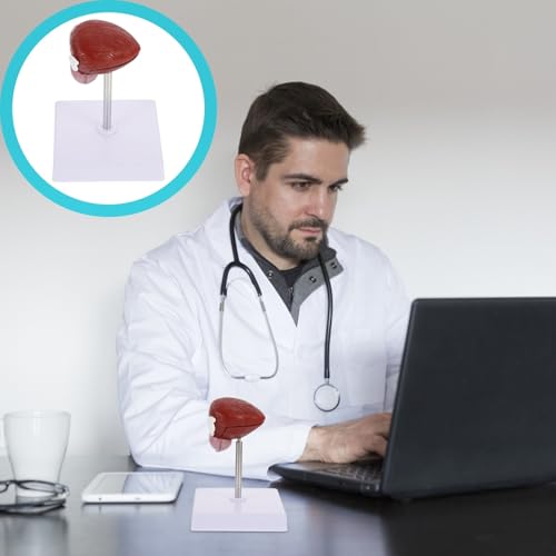 Modèle anatomique de vessie scolaire pour simplifier les cours d'anatomie