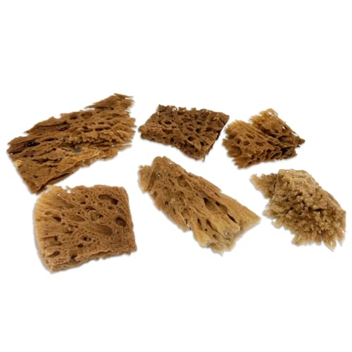 Lullingworth® Artist Natural Sea Sponges: Unbleached 10 Pack 2\"-4\" Value Set; Creative Art, Faux Painting Effects, Watercolor, Texturing, Marbling, Clay, Pottery, Ceramics, Crafts & Hobbies