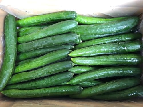 ys꒼szƖp@tق@イ@MTCY@45{iP[Xjy①z