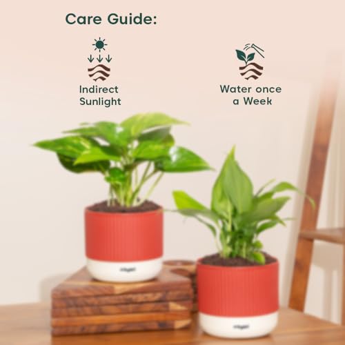 Image of Kyari Combo of 2 Indoor Plants - Money Variegated, Peace Lily with Red Brick Self Watering Pot 4 Inch - Live Plants for Home Decor, Living Room, Office Desk - Air Purifying Vastu Plant Set