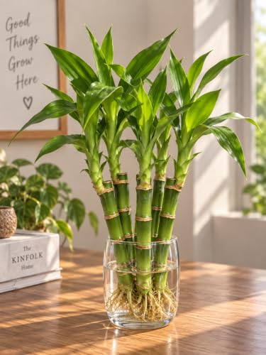 Five Stalk Lucky Bamboo Pack