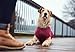 HUNTER Hundepullover MALMÖ, Farbe: bordeaux, klassisches Zopfstrick-Muster, wärmend & bequem, elastisch für optimalen Sitz, reflektierend für mehr Sichtbarkeit, waschbar bei 30°C, Größe: 25