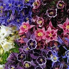 GGOOT 100pcs Java Fish Tank Fern Aquatic Plant Seeds