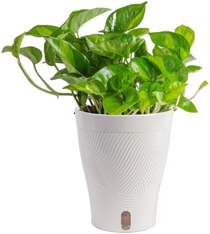 Costa Farms Global Green Pothos Live Plant in Self Watering Pot, ...