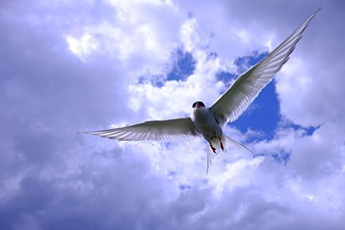 A bird in flight against a cloudy blue sky, captured with the Fujifilm XF18-135mm lens
