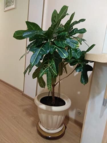 Seedsup - 5+ Arabian Coffee Tree (Mountain Plant) - Tree Dwarf #TOP1