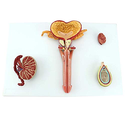 LXT PANDA Male Reproductive System Model, Testicular Anatomy Reproductive System Pelvis Anatomical Prost, Male Pelvis Male Genital System Anatomical Model.