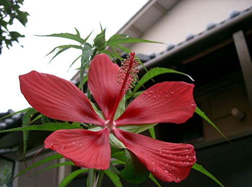 1140-Hibiscus, Texas Star Red/White (Hibiscus Coccineus) Seeds By Robsrareandgiantseeds Upc0764425787624 Non-Gmo,Organic,Usa Grower,1140 Package Of 15 Seeds #TOP5