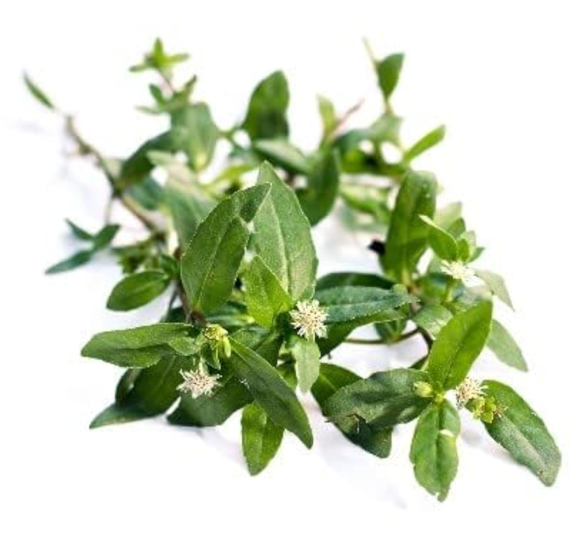 COCOME: 100% Natural and Organic Dried Leaves