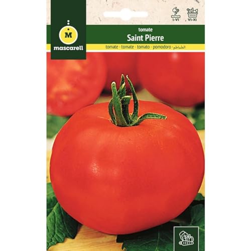 Mascarell Semillas, TOMATE, Semillas Huerto, TOMATE REDONDO S. PIERRE, Crea tu Propio Huerto Urbano y Cultivo en Casa, Plantas Hortícolas, 1 Gramos