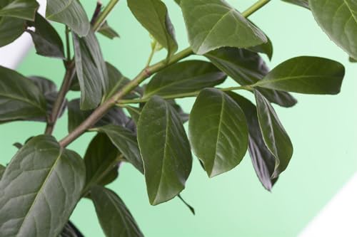 Kirschlorbeer Plantapro Prunus laurocerasus Novita 120-140 cm