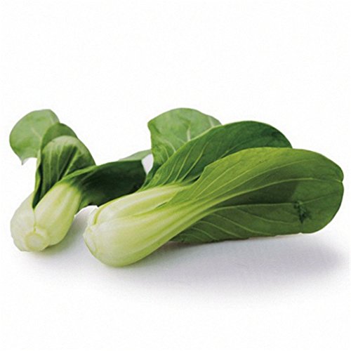 Bok Choy Pak Choi Shanghaiqing White Cabbage 2000 Seeds Easy And Fast Growing #TOP7