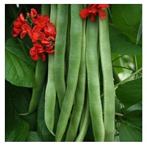 PREMIER SEEDS DIRECT Runner Bean Cover