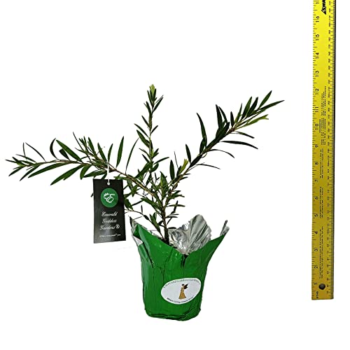 Boyette Weeping Red Bottlebrush Live Tree Plant Superior Weeping Habit Flowers Attract Hummingbird Bonsai Starter Size 4 Inch Pot Emerald Tm #TOP4