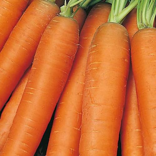Early Nantes Carrot Seeds – 1000 Seeds – Suitable for Indoor & Outdoor Planting in Pots or Soil in The Yard, Balcony or Garden – Packed in The UK by Meldon Seeds