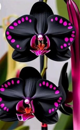 Bulbos de Orquídea Cymbidium -Elegantes y Duraderas- Porte Grácil y Armónico-Ideal para Interior y Exterior-10 Bulbos-A