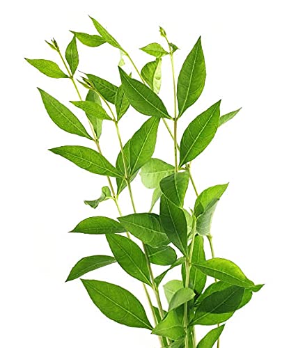 Henna Leaf Semi Dried Organic Mehandi Leaves Patta, Maruthani Semi Dry Leaves - 50 Grams (Athai)-picture-40