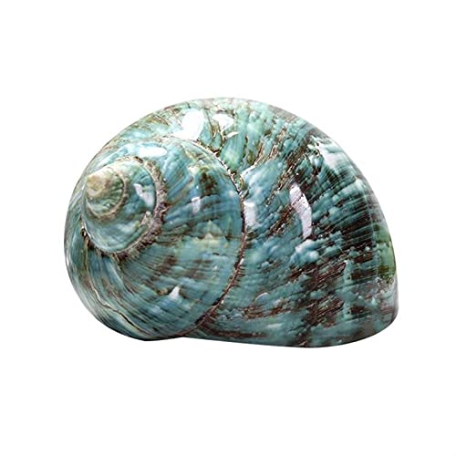 Concha natural verde/cono/fénix/ojo de gato Dongfeng / conchas de caracol blanco decoración artística para joyas de bricolaje