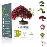 CULTIVEA Kit Zen Bonsai – Bonsai Kit Completo con 6 Varietà da Coltivare: Acero Rosso, Cer...